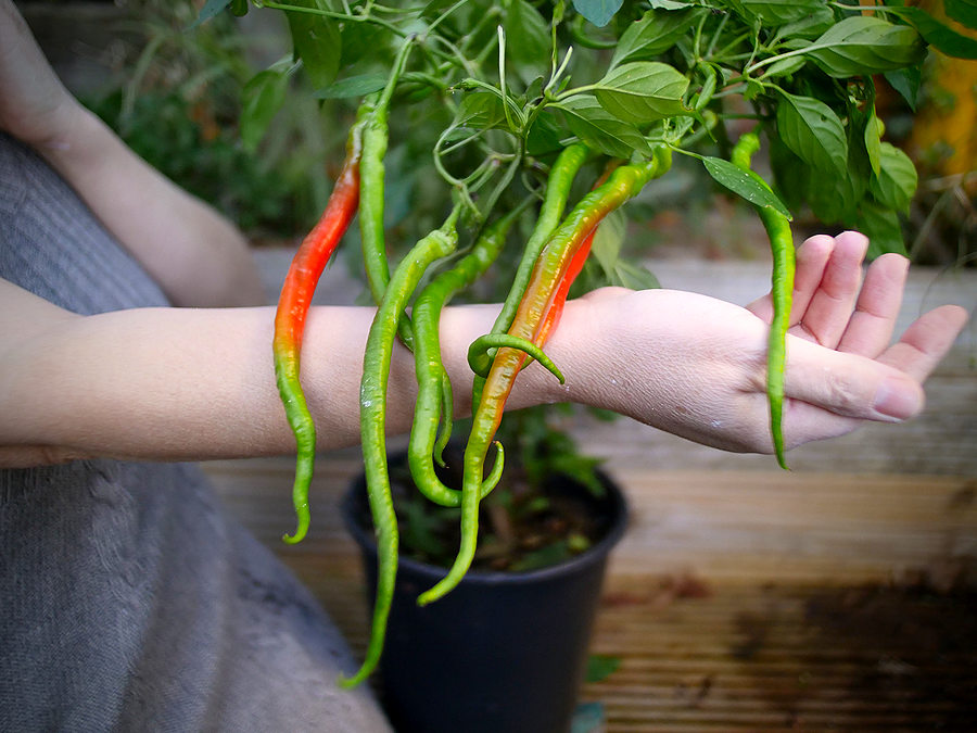 Chinese Space Chilli