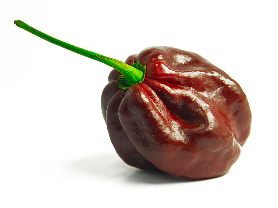 World of Chillies Chocolate Habanero chilli pod on white