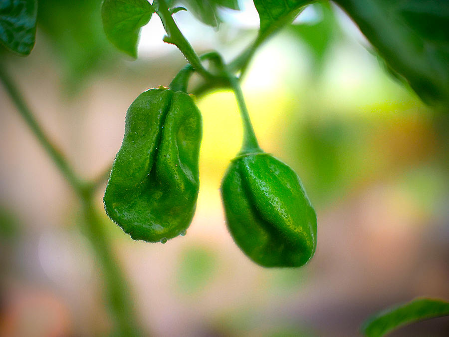 World of Chillies Chocolate Habanero chilli ripening on bush