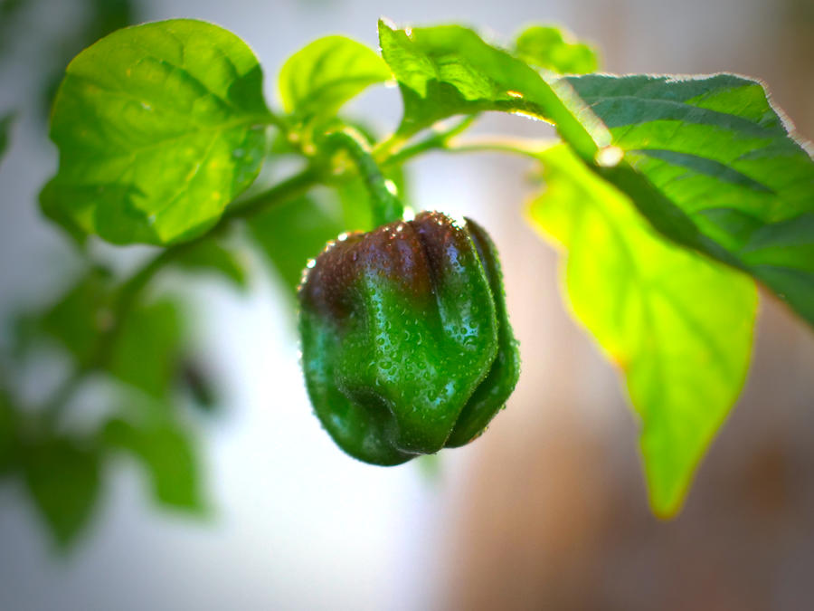 World of Chillies Chocolate Habanero chili pod changing colour