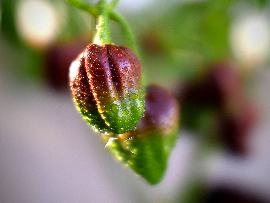 World of Chillies Chocolate Habanero chilies turning from green to chocolate