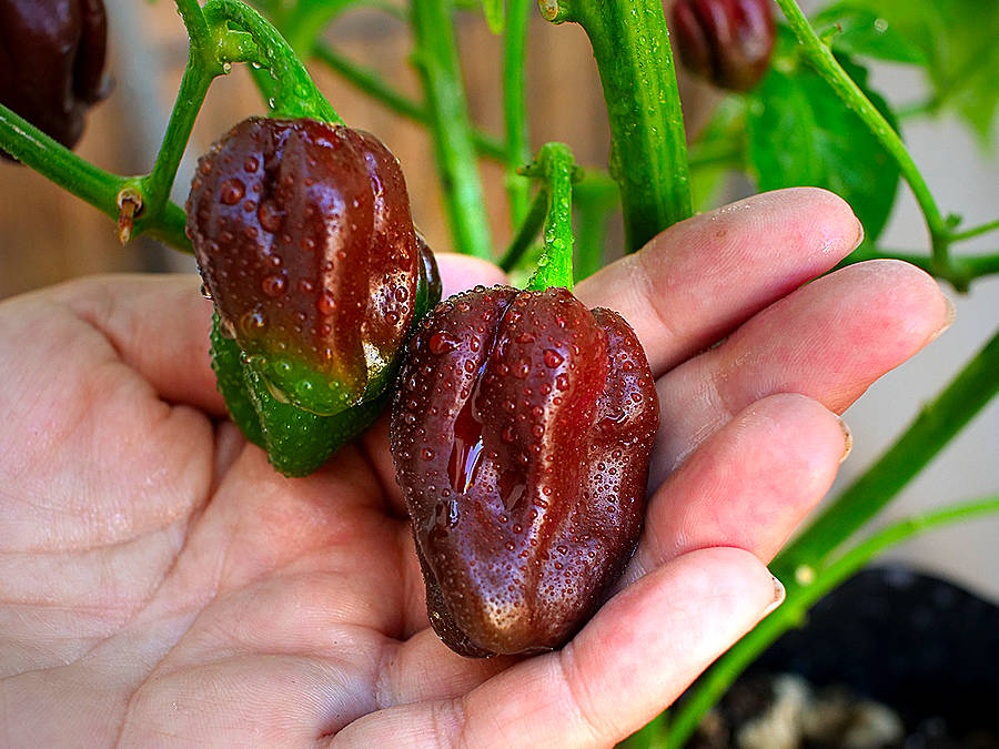 World of Chillies Chocolate Habanero chili ripe and held in hand
