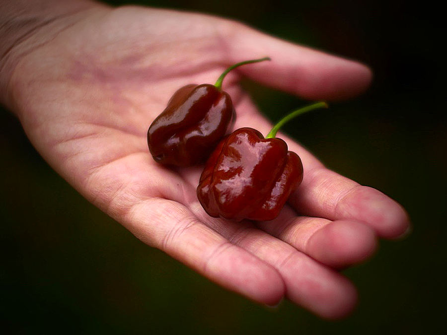 World of Chillies Chocolate Habanero chili fully ripened in hand
