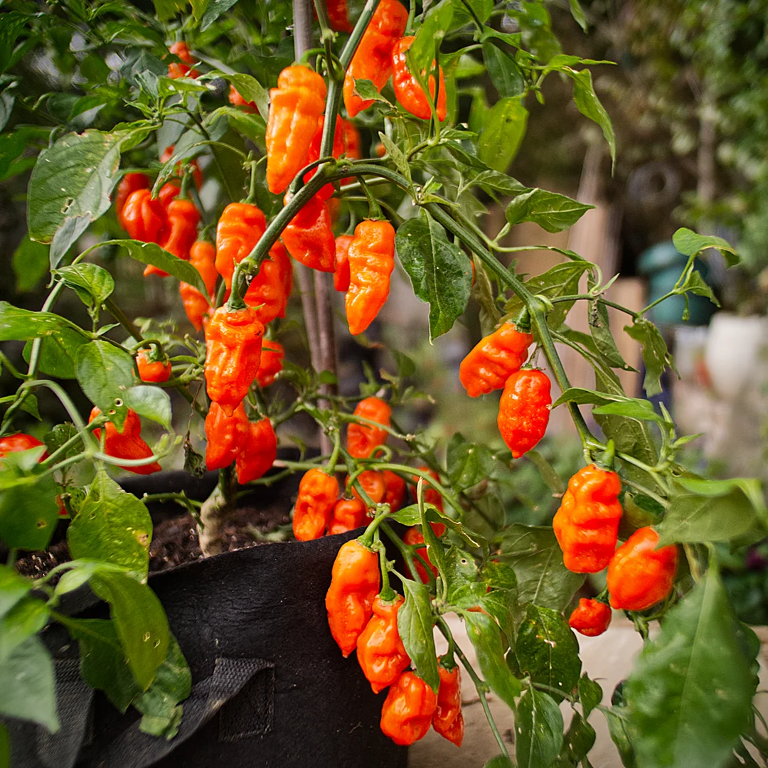quickfire chilli