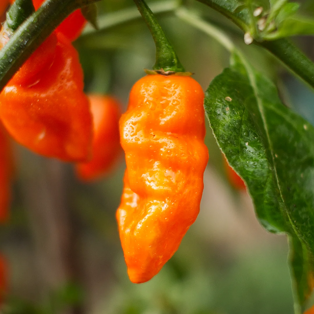 quickfire chilli