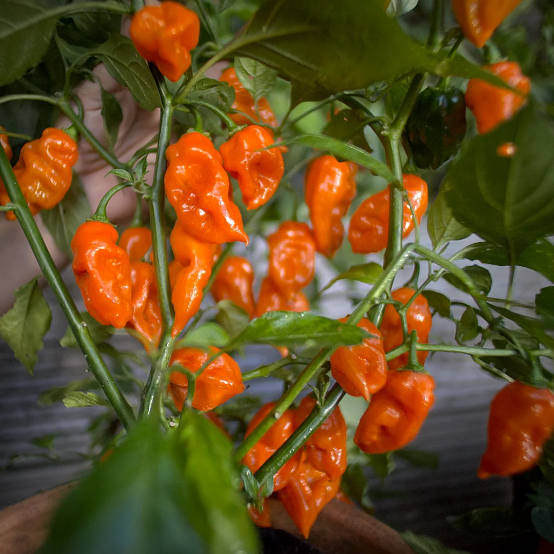 quickfire chilli