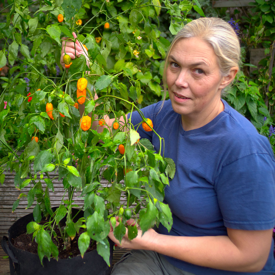 World of Chillies El Oro de Ecuador chilli plant held up to show heavy fruit set