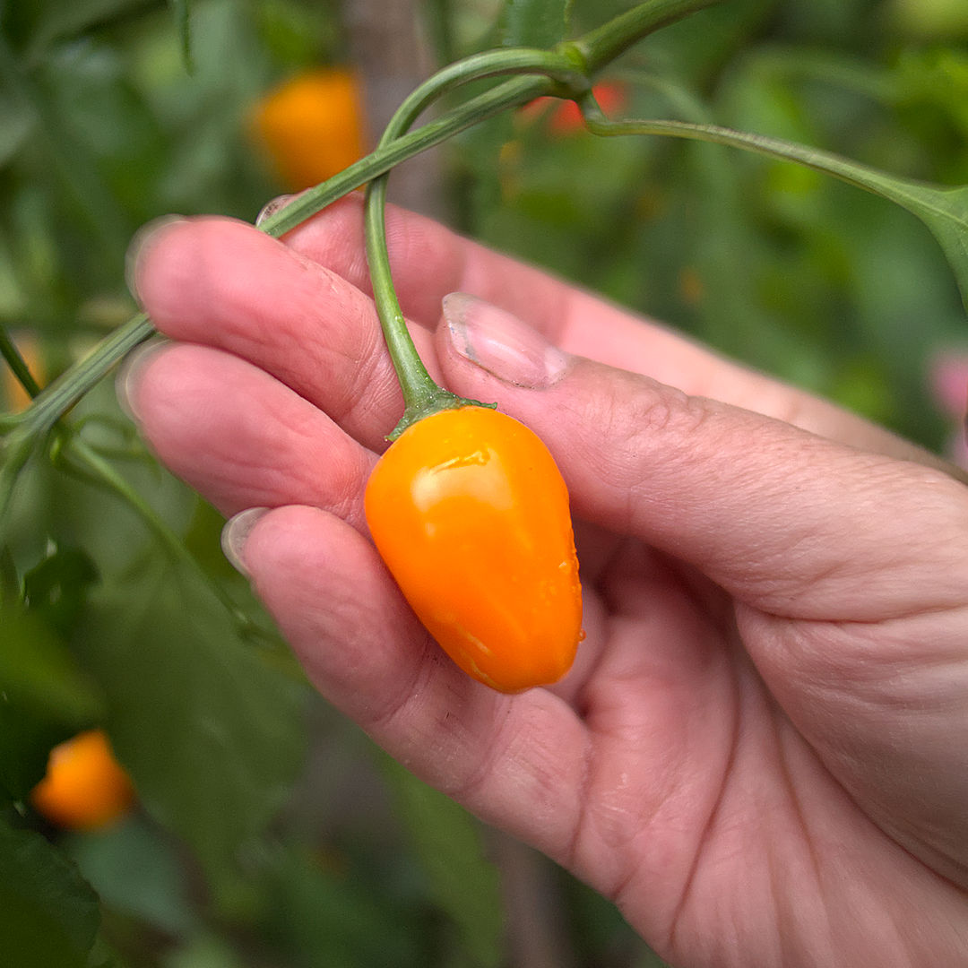 World of Chillies El Oro de Ecuador smooth ripened pod close-up in hand