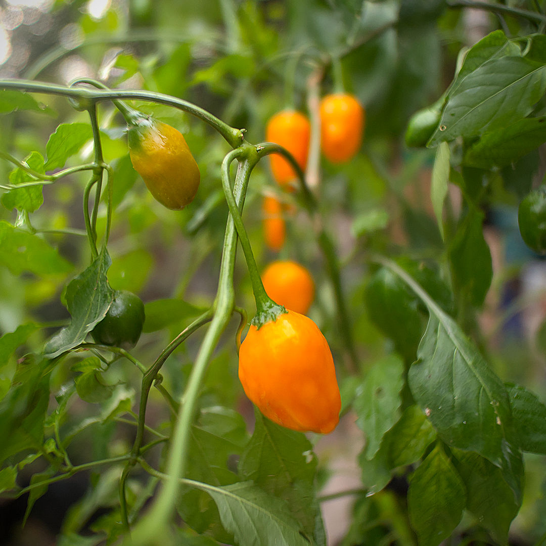 World of Chillies El Oro de Ecuador baccatum pods in mixed green and orange stages