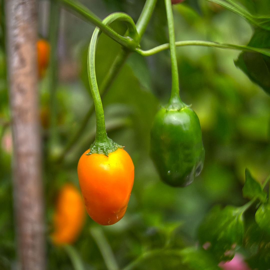 World of Chillies El Oro de Ecuador plant with ripening pods turning from green to gold