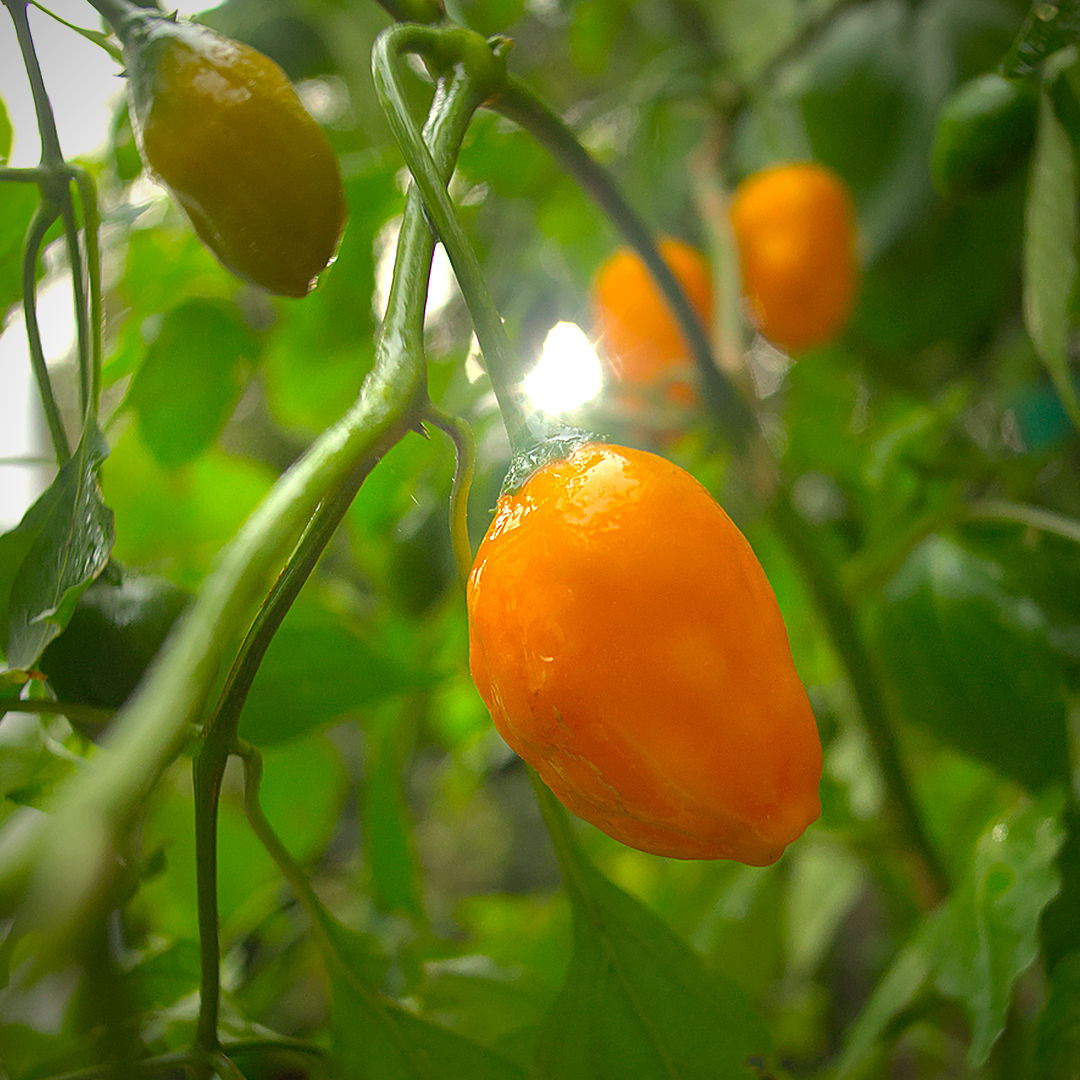 World of Chillies El Oro de Ecuador glossy amber pod catching sunlight