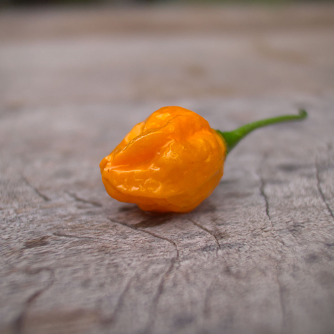 World of Chillies El Oro de Ecuador single golden chilli pod on wooden surface