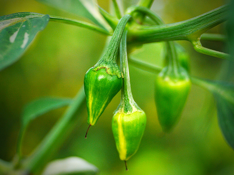 Fish Pepper pods on bush