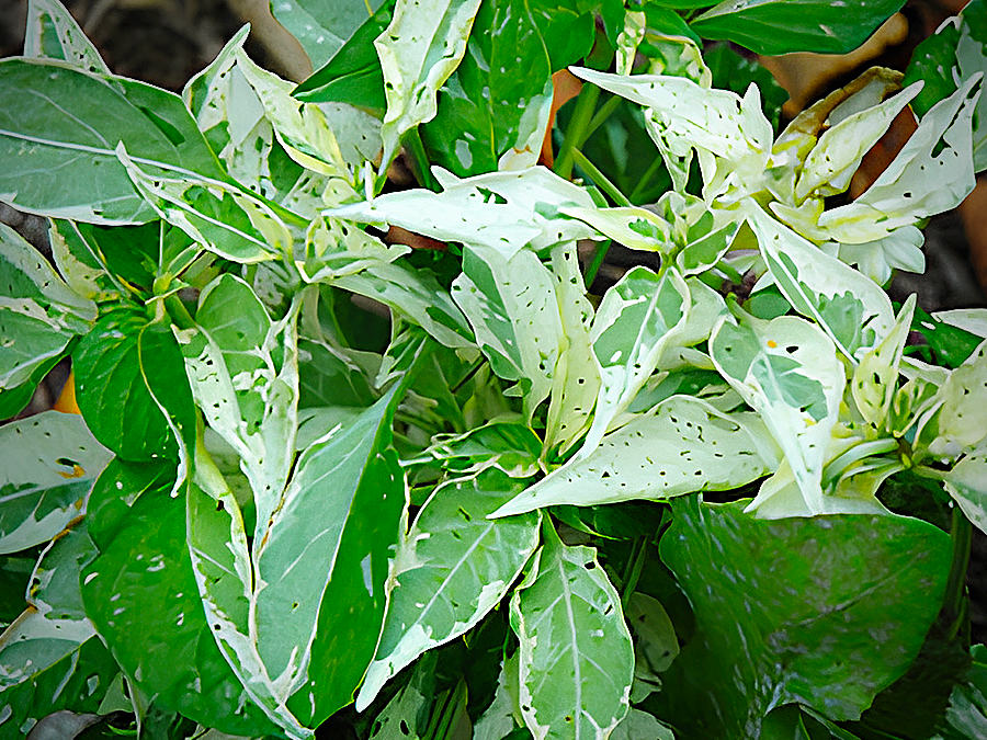 Fish Pepper foliage