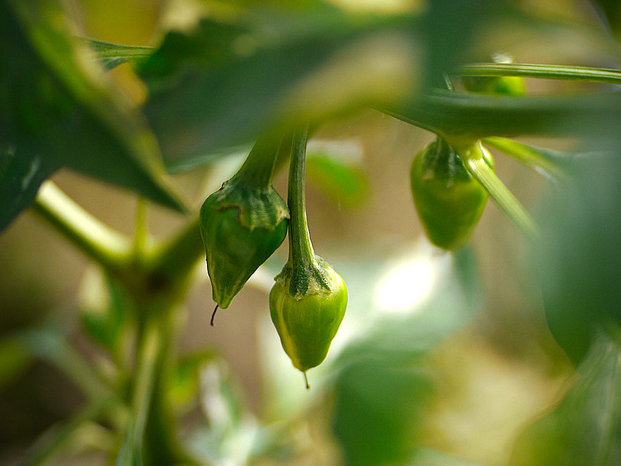 Fish Pepper