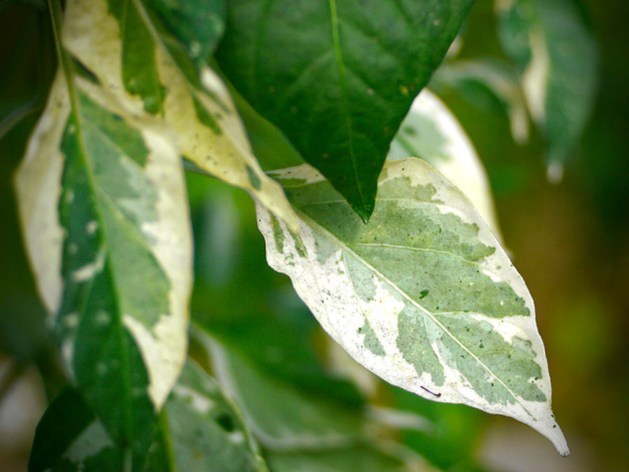 Fish Pepper leaf foliage