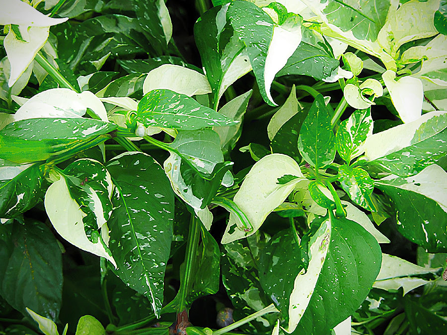 Fish Pepper foliage