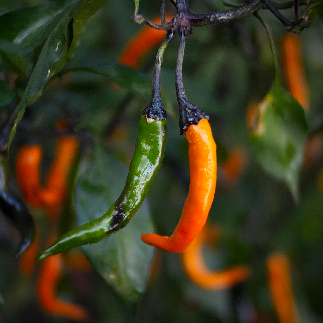 world of chillies: Green and orange Thai Halloween chillies on dark purple stems.