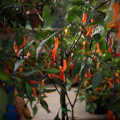 World of Chillies: Thai Halloween chilli plant with dark purple-black stems and a mixture of black and ripe orange chillies.