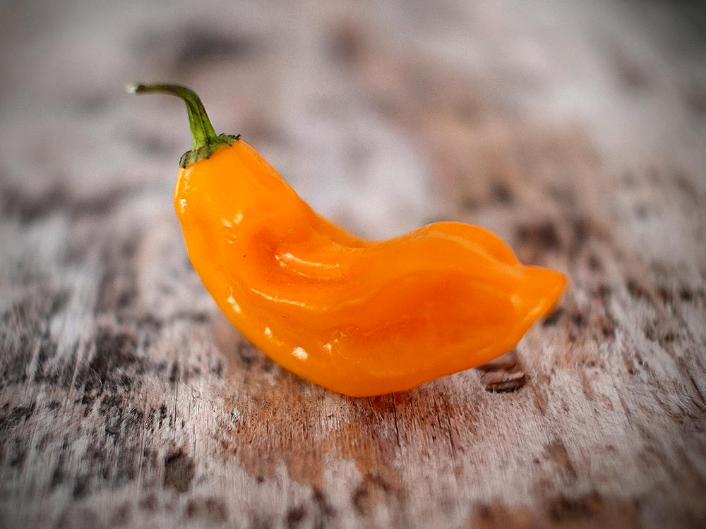 World of Chillies Havana Gold Chilli pod on board