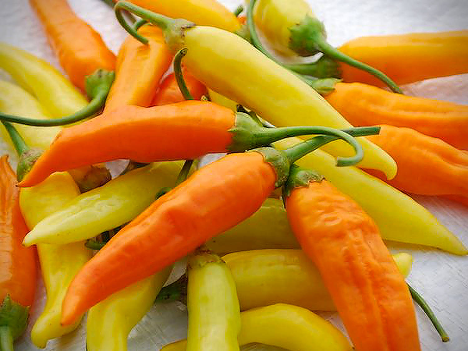 World of Chillies Havana Gold Chilli pods up close