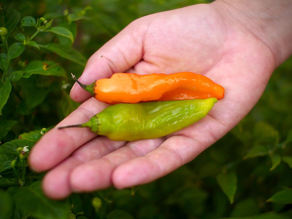 World of Chillies Havana Gold Chilli held in hand