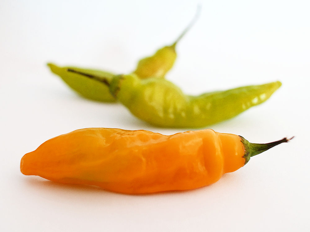 World of Chillies Havana Gold Chilli on white