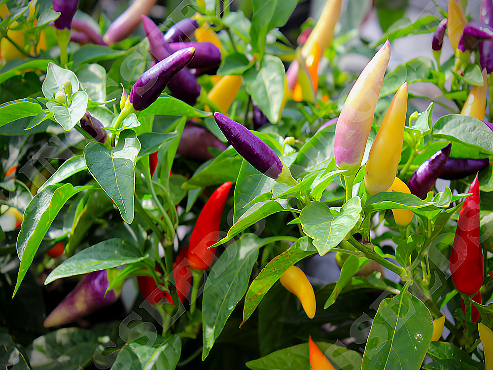 Jazz Chilli