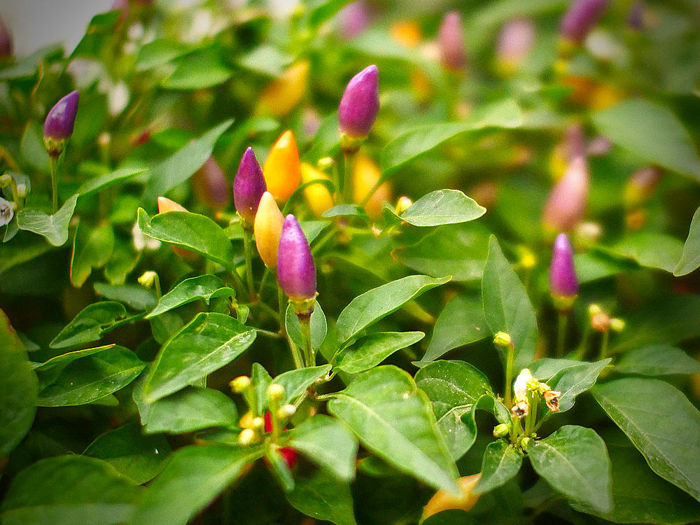 Jazz Chilli