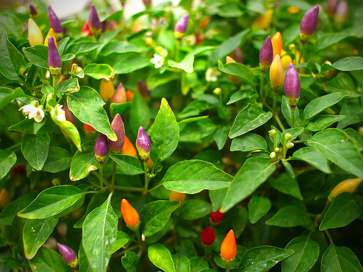 Jazz Chilli