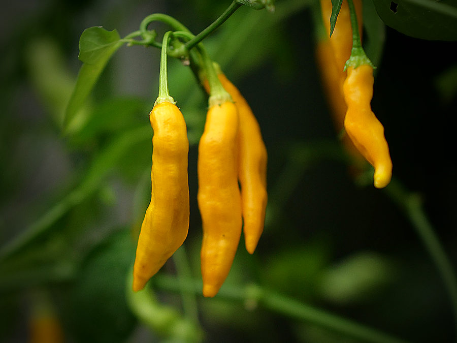 Madre Viega chilli