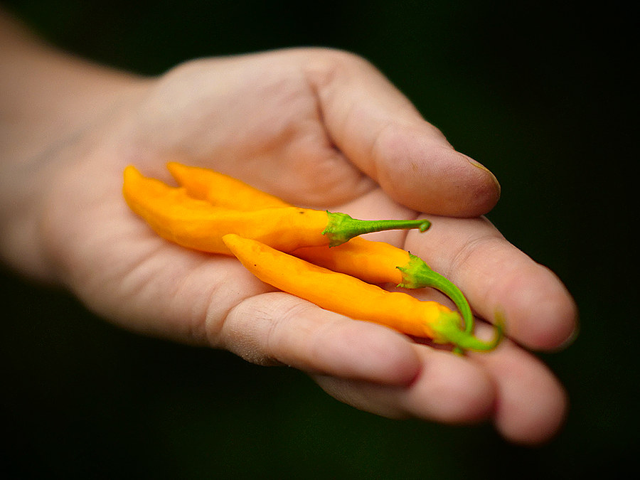 Madre Viega chilli