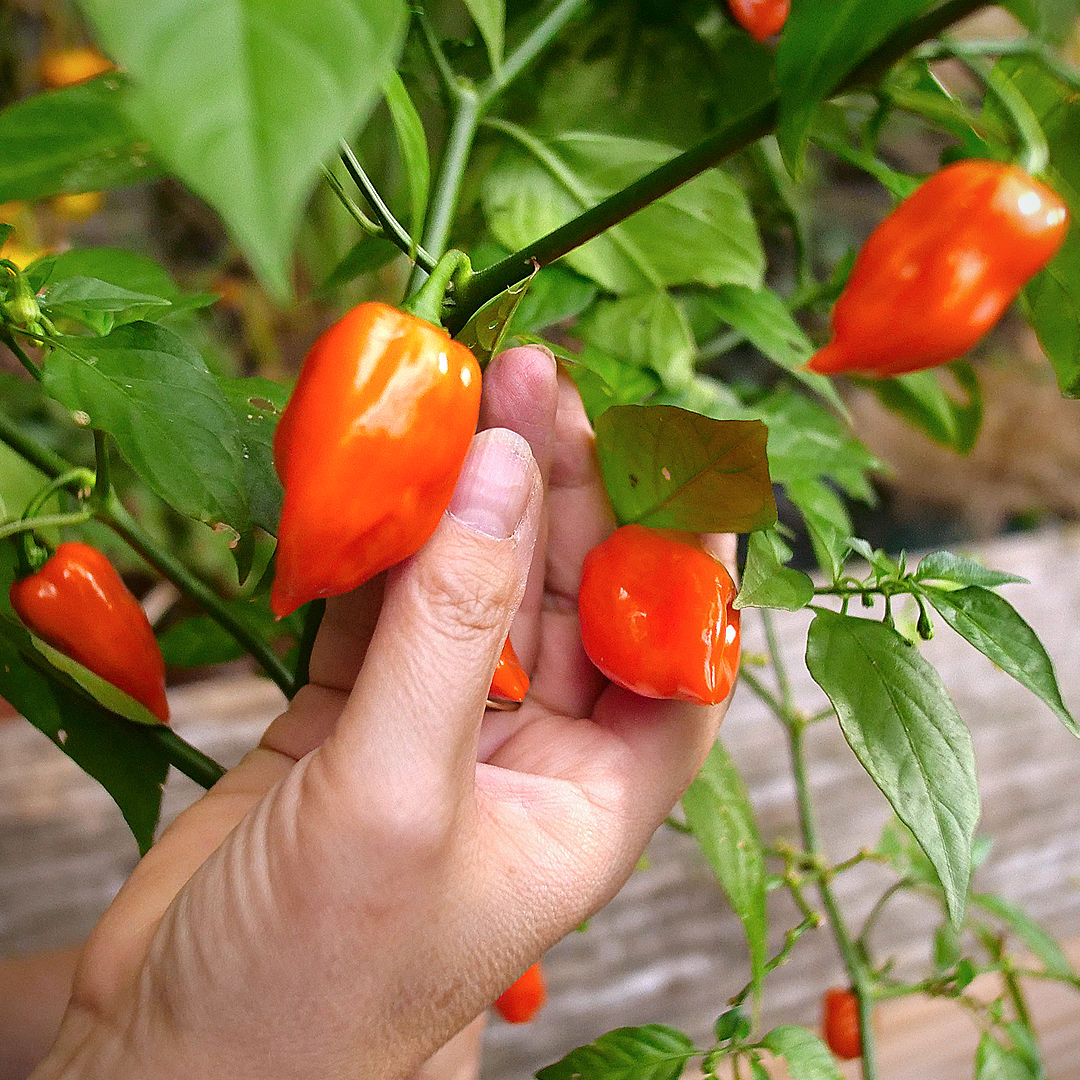 Orange Habanero