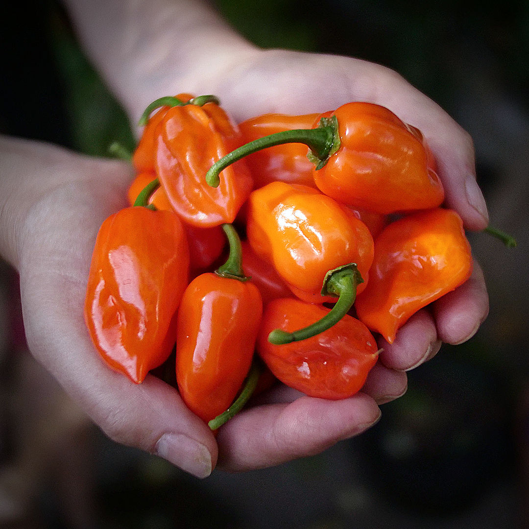 Orange Habanero