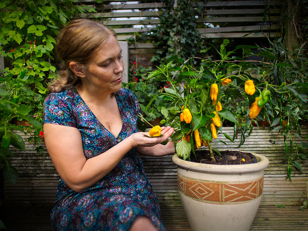 Pepperoncini chilli plant