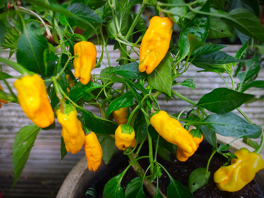 Pepperoncini chilli plant