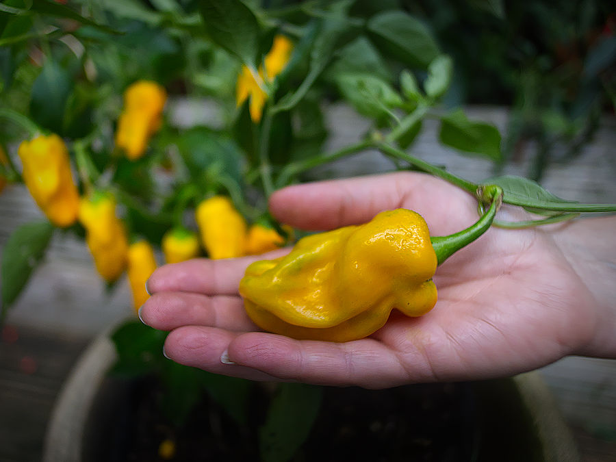 Pepperoncini chilli plant