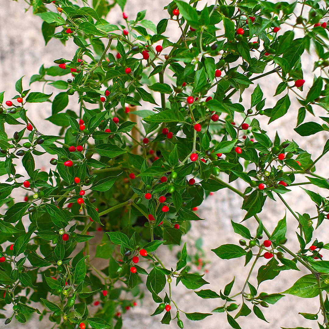 Pequin chilli bush from above
