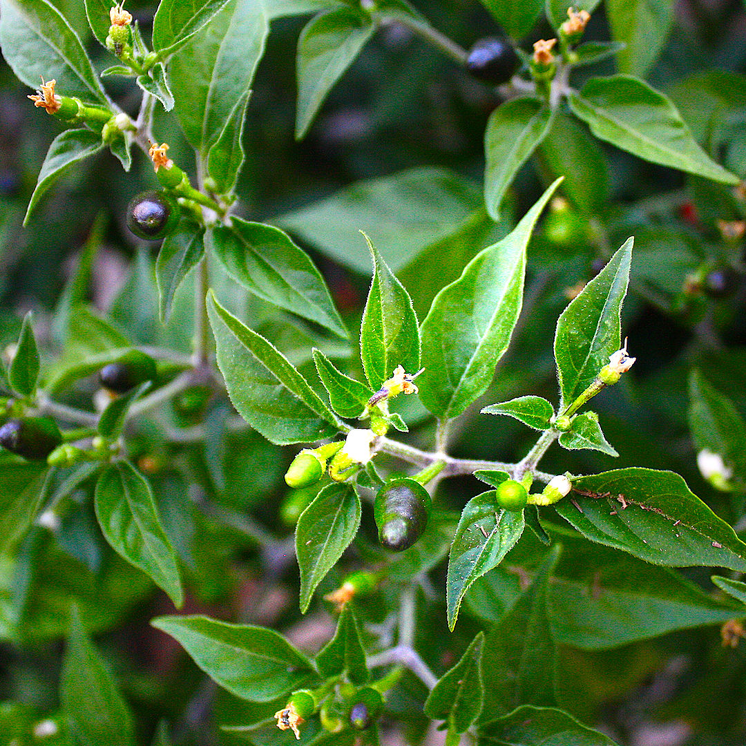 Pequin chilli pods ripening