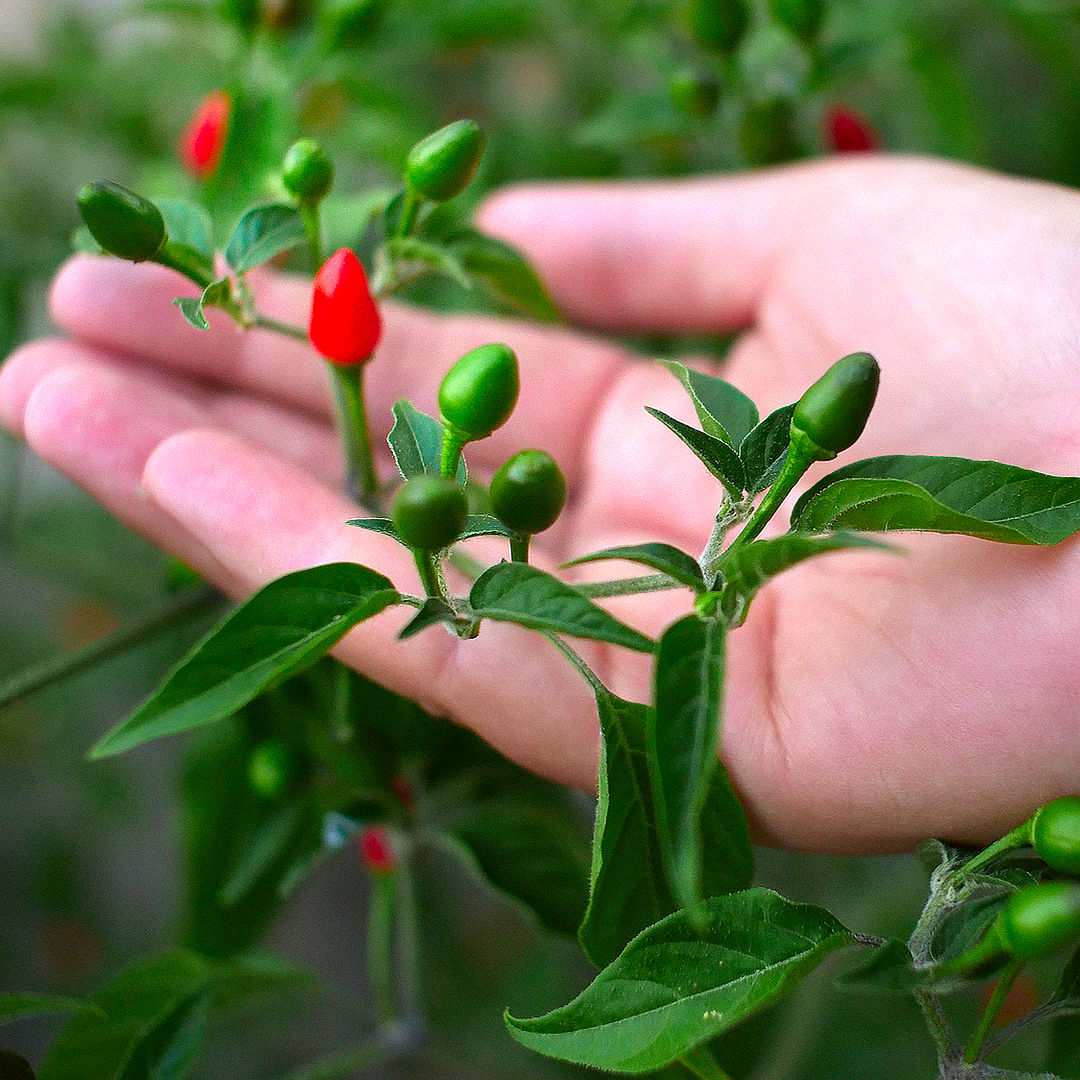Pequin chilli pods on bush held