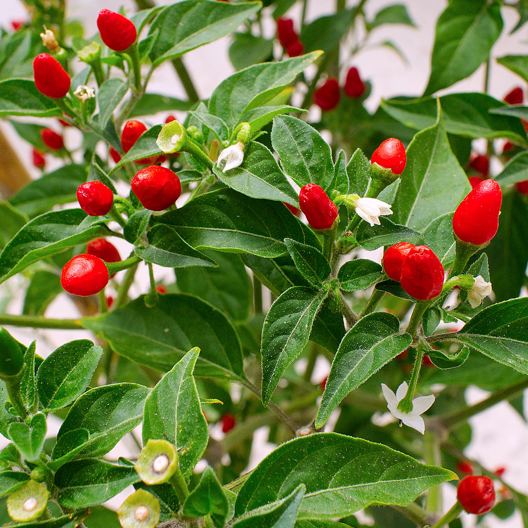 Pequin chilli pods up close on bush