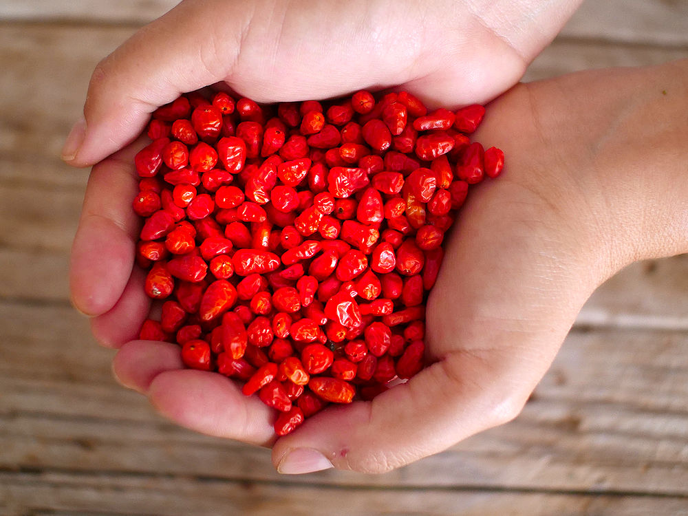 Pequin chili pods in hands
