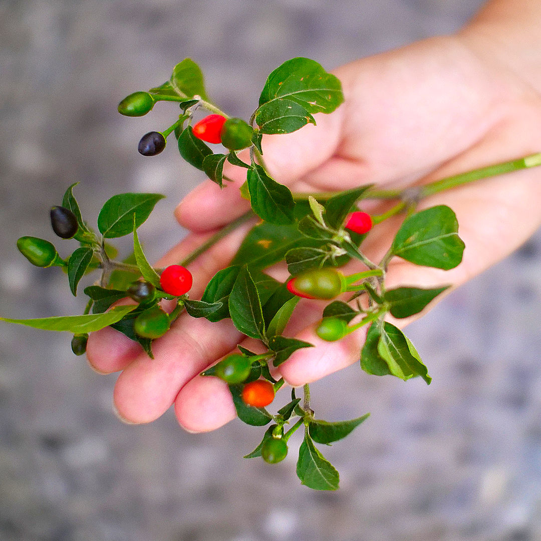 Pequin chilli