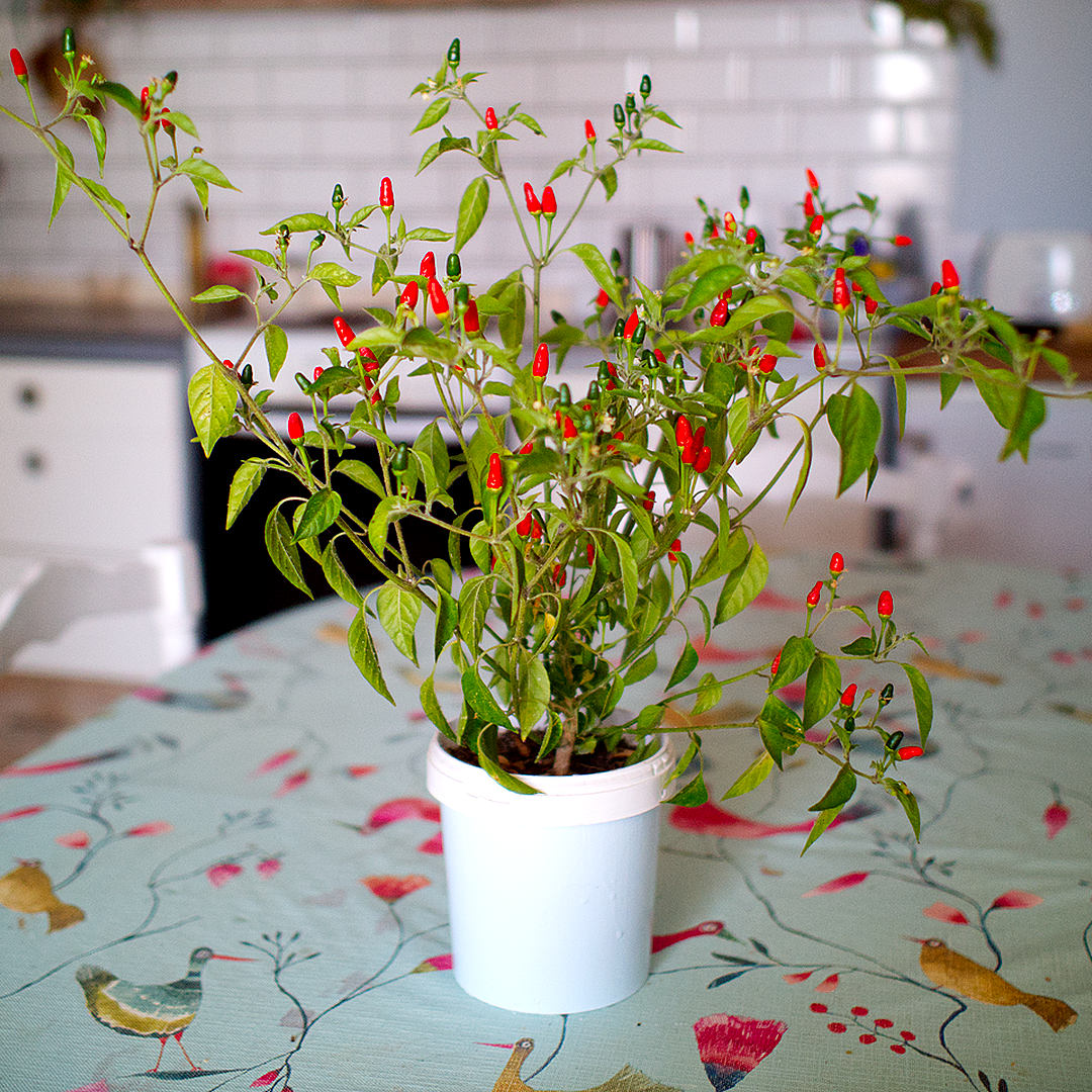 Pequin chilli plant in kitchen