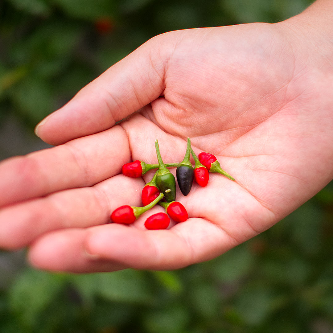 Pequin chilli pods in hand