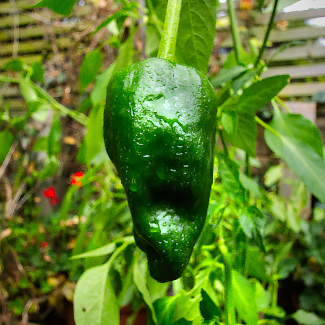 Poblano