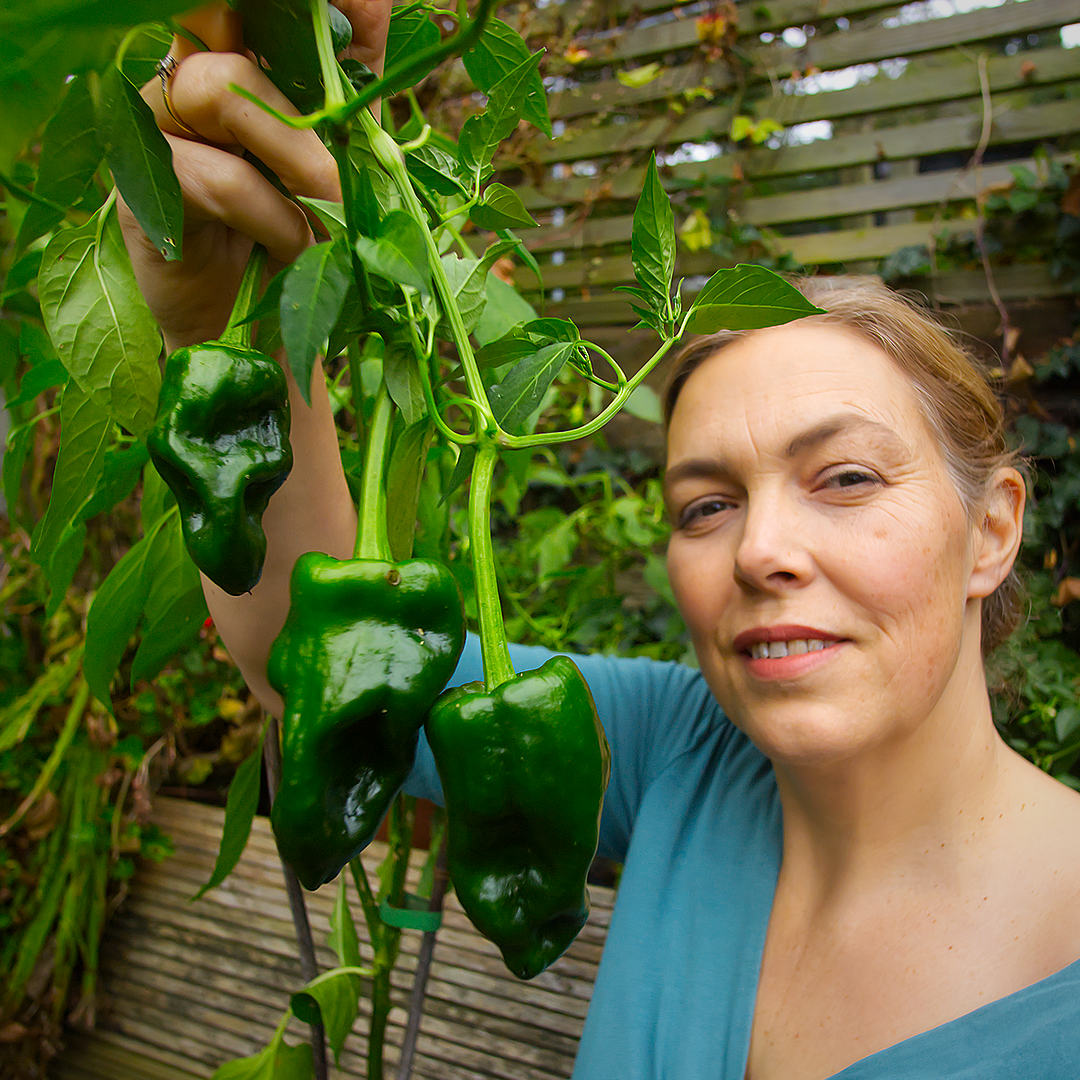 Poblano