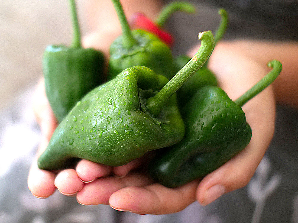 Pequin chili pods in hands