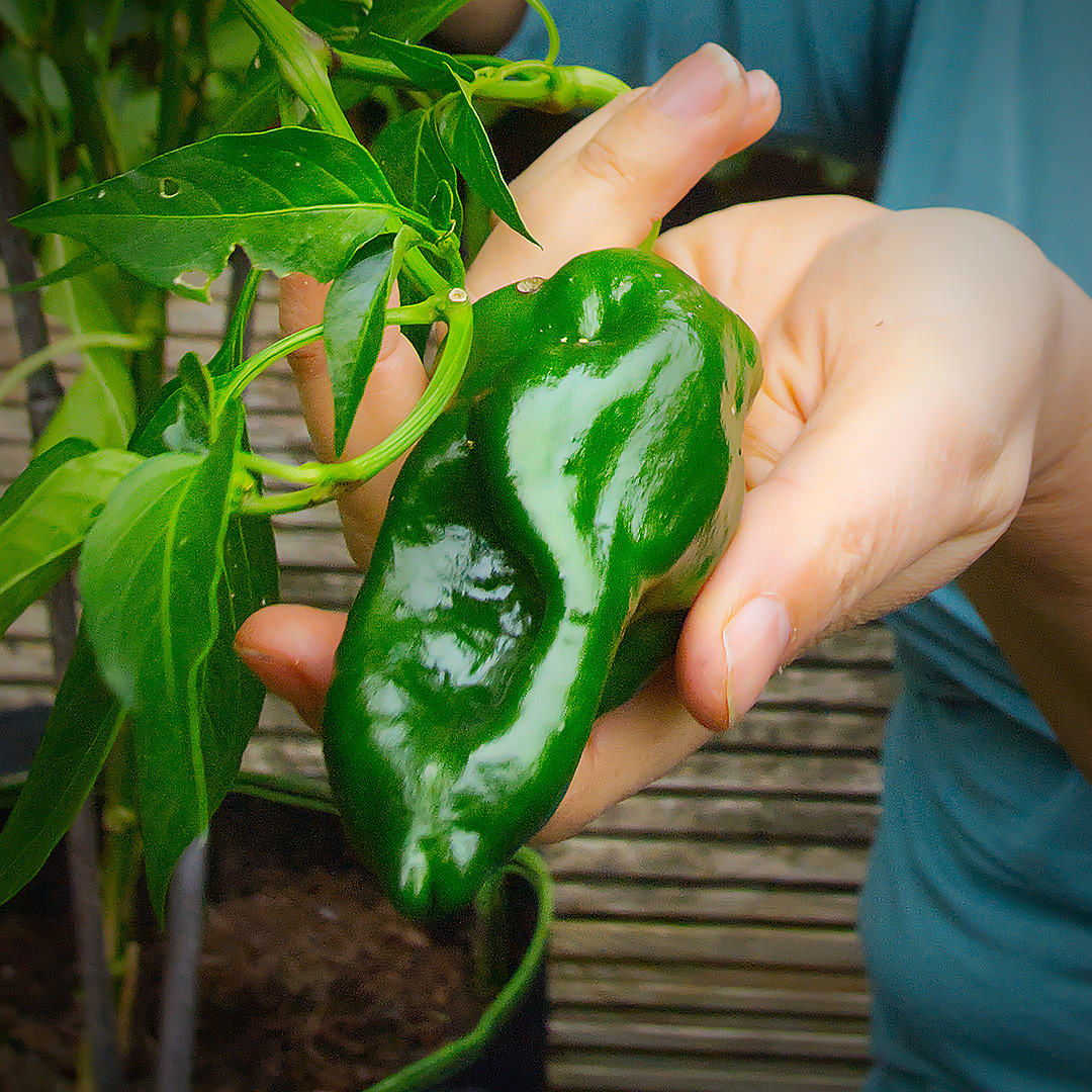 Poblano
