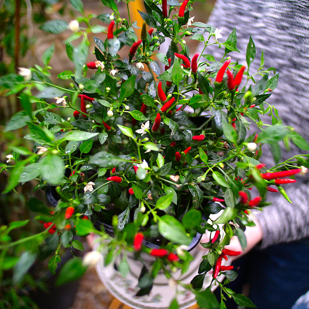 quickfire chilli